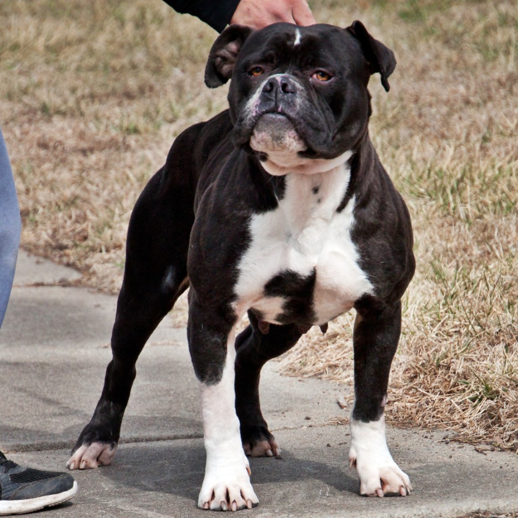 Stud Black & White English Bulldogge