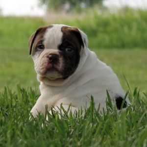 Bulldog pup