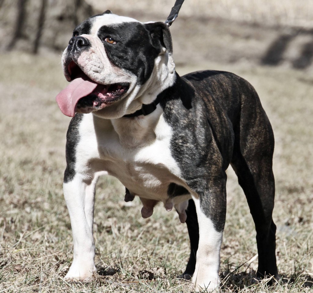 Beautiful Black & White Old English Bulldogge