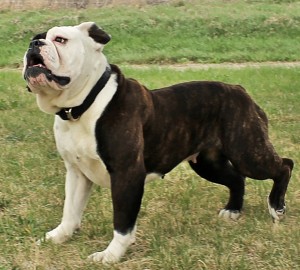 beautiful bulldog bitch