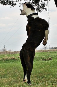 Jumping bulldog