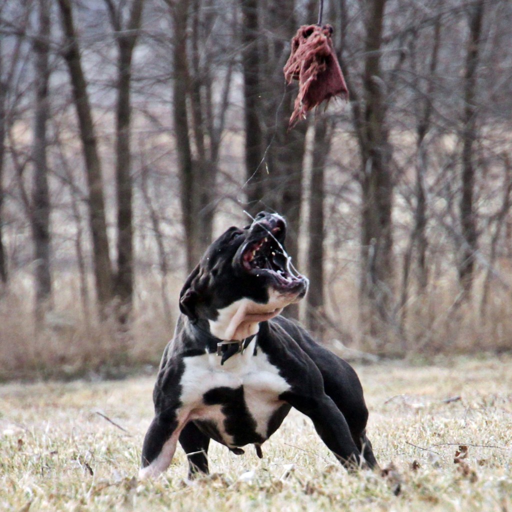 Black & White English Bulldogge Playing Catch