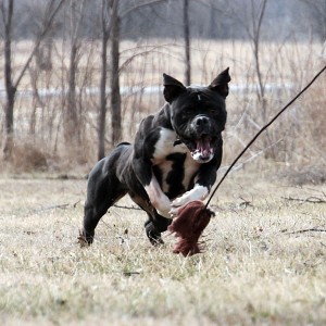 Black & White English Bulldogge Playing Outside