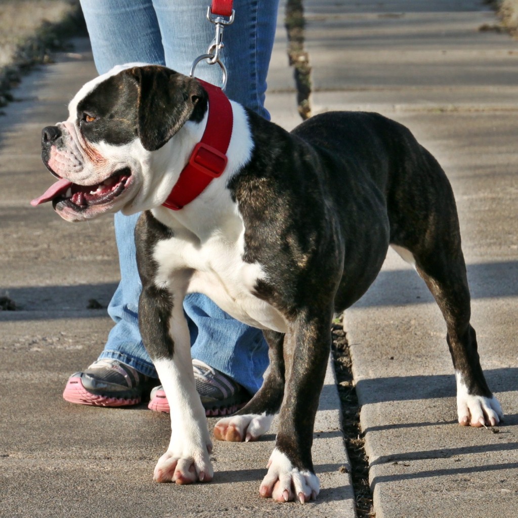 Olde English Bulldogge Walking Outside