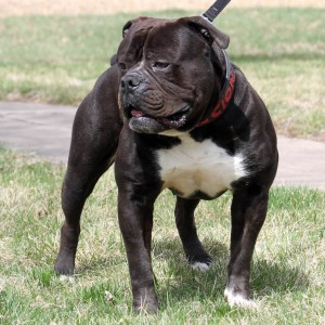 Black Olde English Bulldogge stud