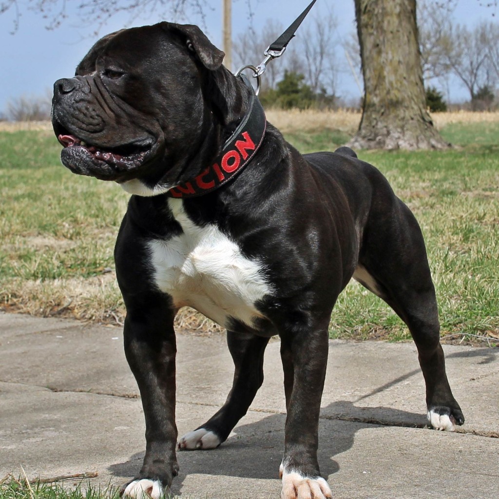 Olde English Bulldogge stud