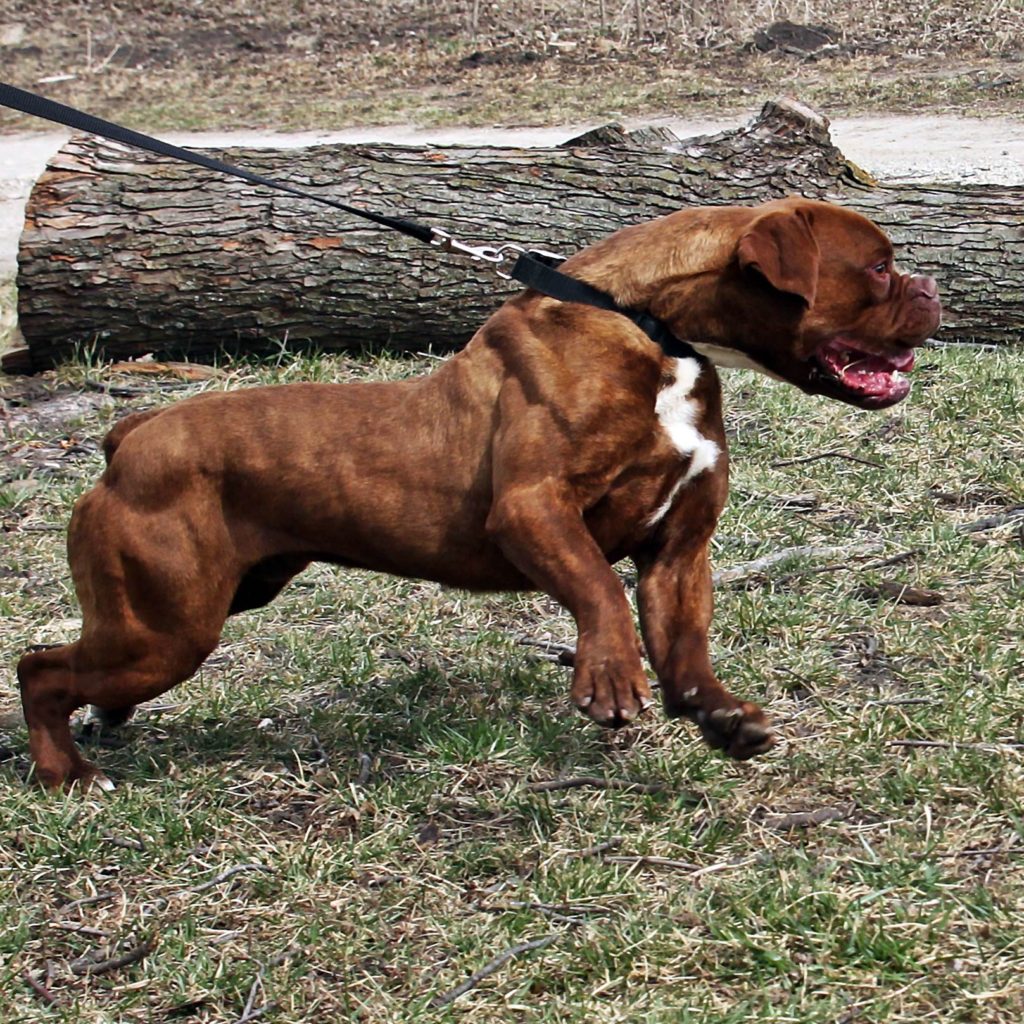 Brown Olde English Bulldogge Outdoors