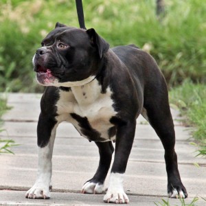 Black bulldog