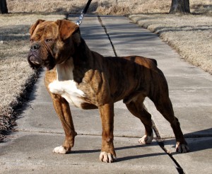 Brindle Bulldog