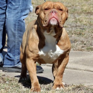 Light Brown English Bulldogge Outside