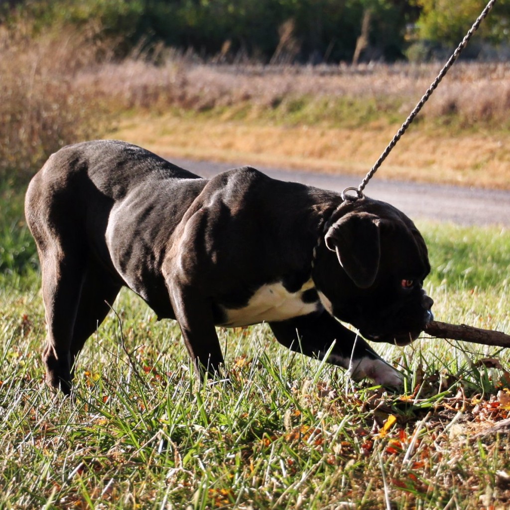 Female beast bulldogge