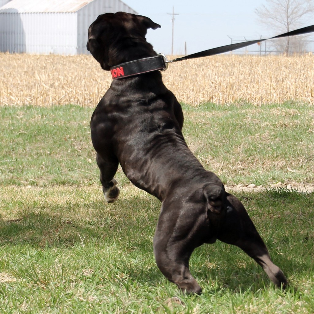 rear shot standing big Black Olde English Bulldogge