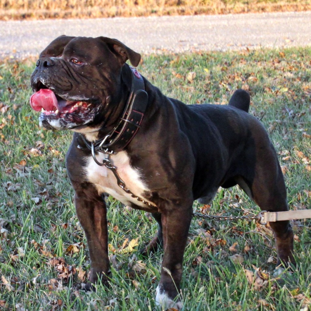 Mambo the monster bulldog from Evolution Bulldogges