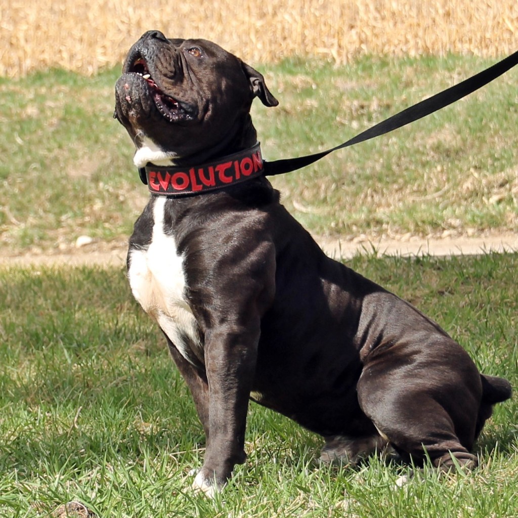 Evolution's Mambo, big Black Bulldogge