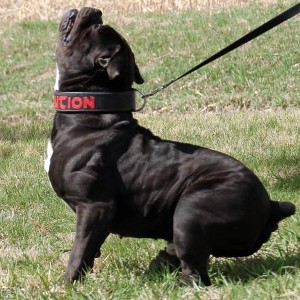 Black Bulldogge side shot