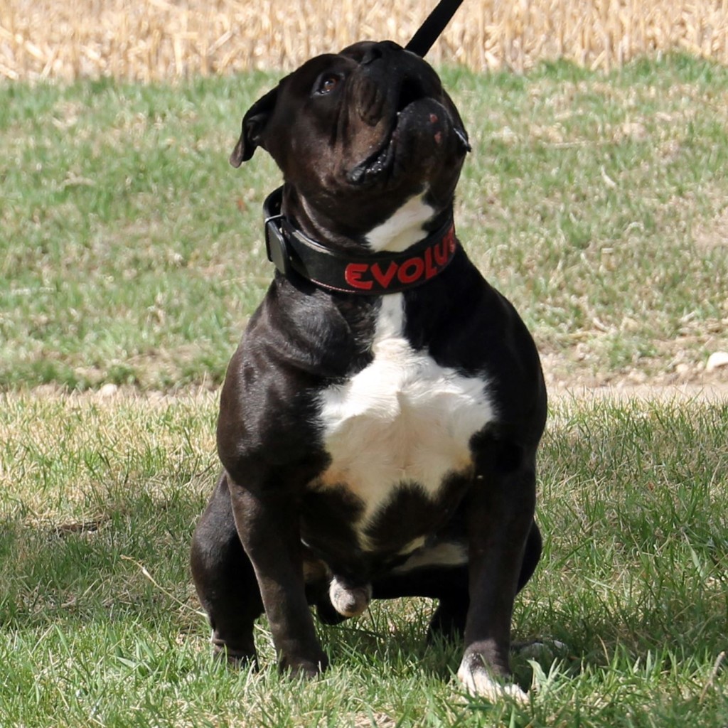 Clean Olde English Bulldogge