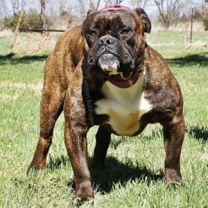 Thick Olde Bulldogge