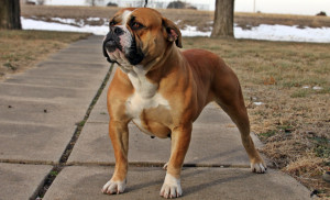 Olde English Bulldogge