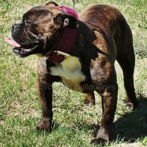 Brindle Bulldog