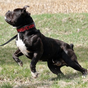 Beautiful Black Olde English Bulldogge- Evolution's Mambo