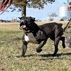 Olde English Black & White Bulldogge