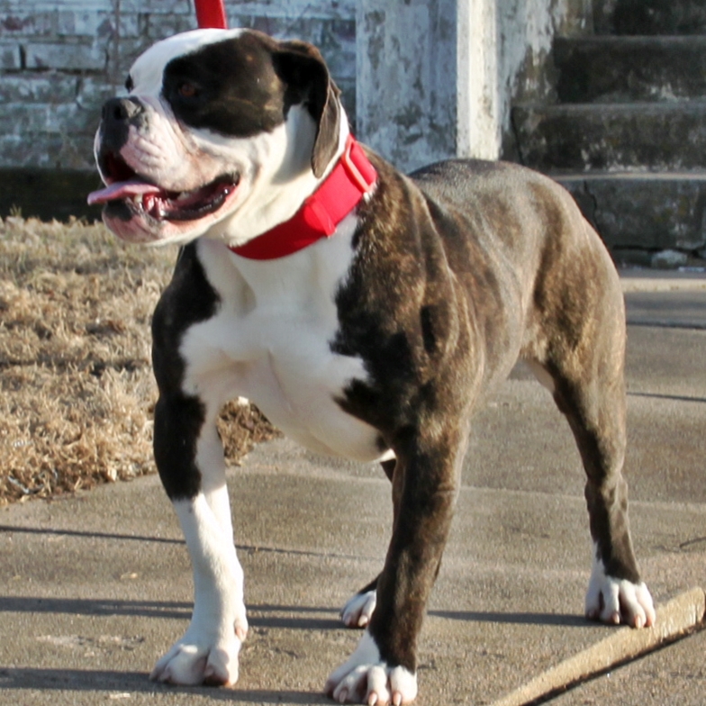 Shiva- female Olde English Bulldogge