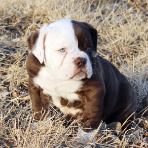 Brown & White Olde English Bulldogge Puppy