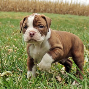 Brown & White English Bulldogge Puppy