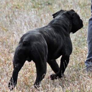 Thick black bulldog