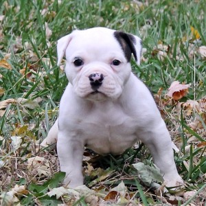 White English Bulldogge Puppy Outdoors