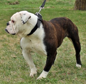 Bulldogge Muscle