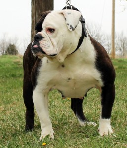 Olde Bulldogge