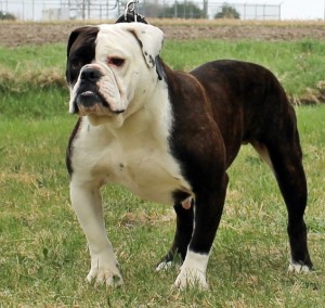 The best Olde Bulldogge