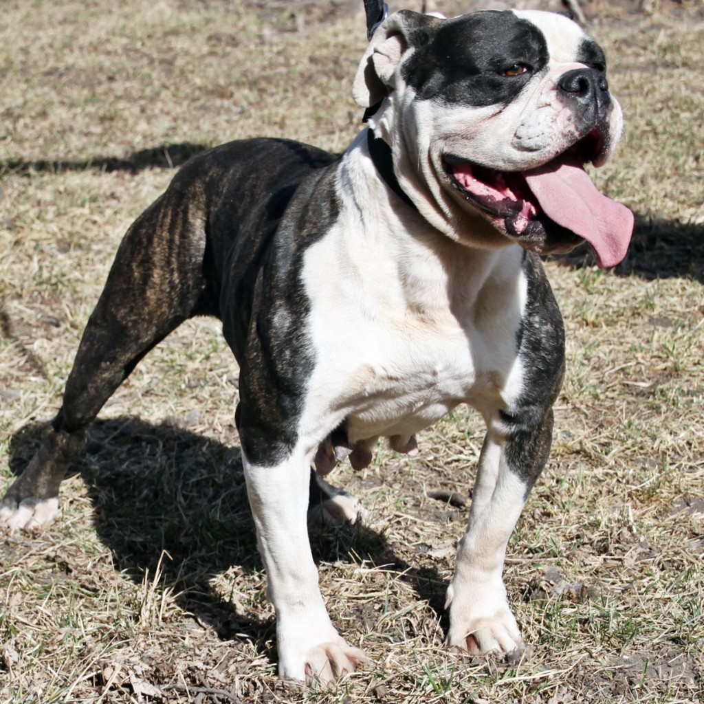 brindle and white olde english bulldogge