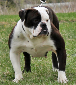 Wide Bulldogge