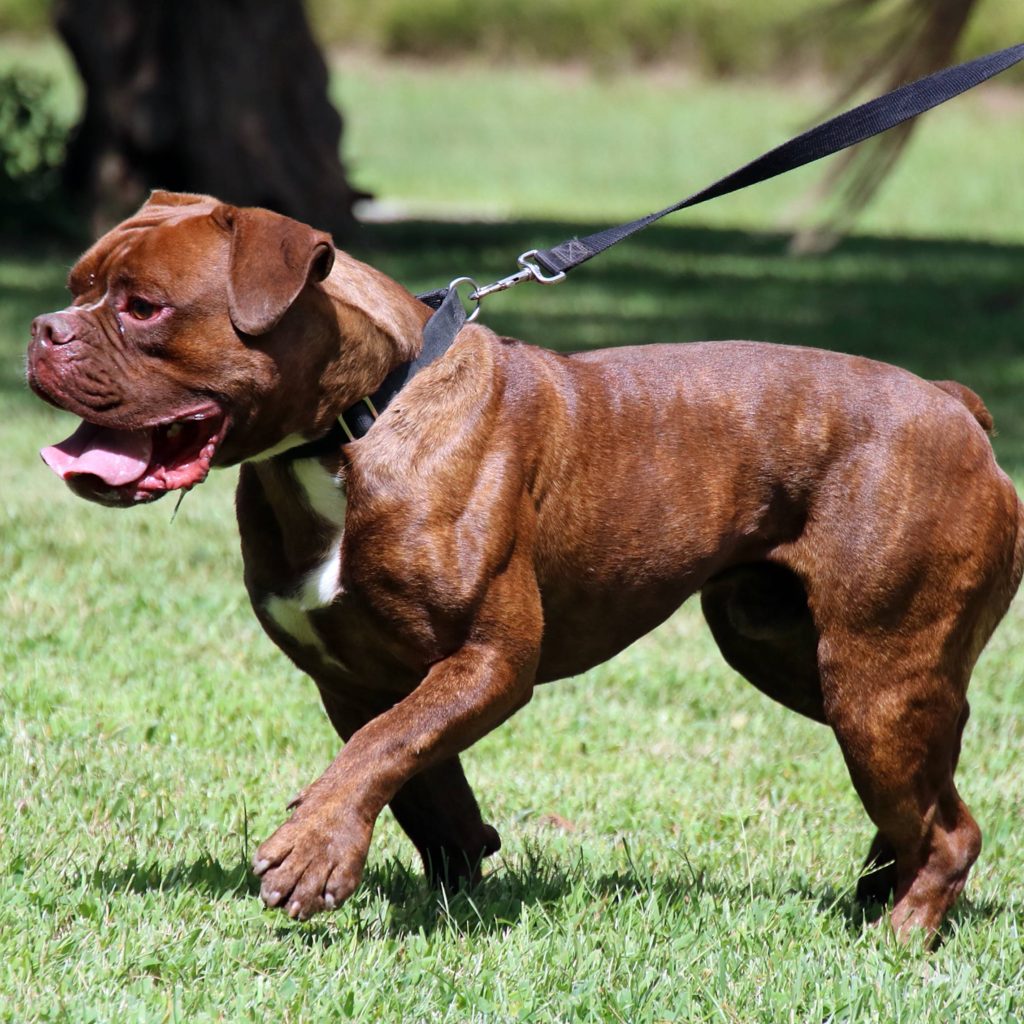 Brown & White Olde English Bulldogge Walking on Grass