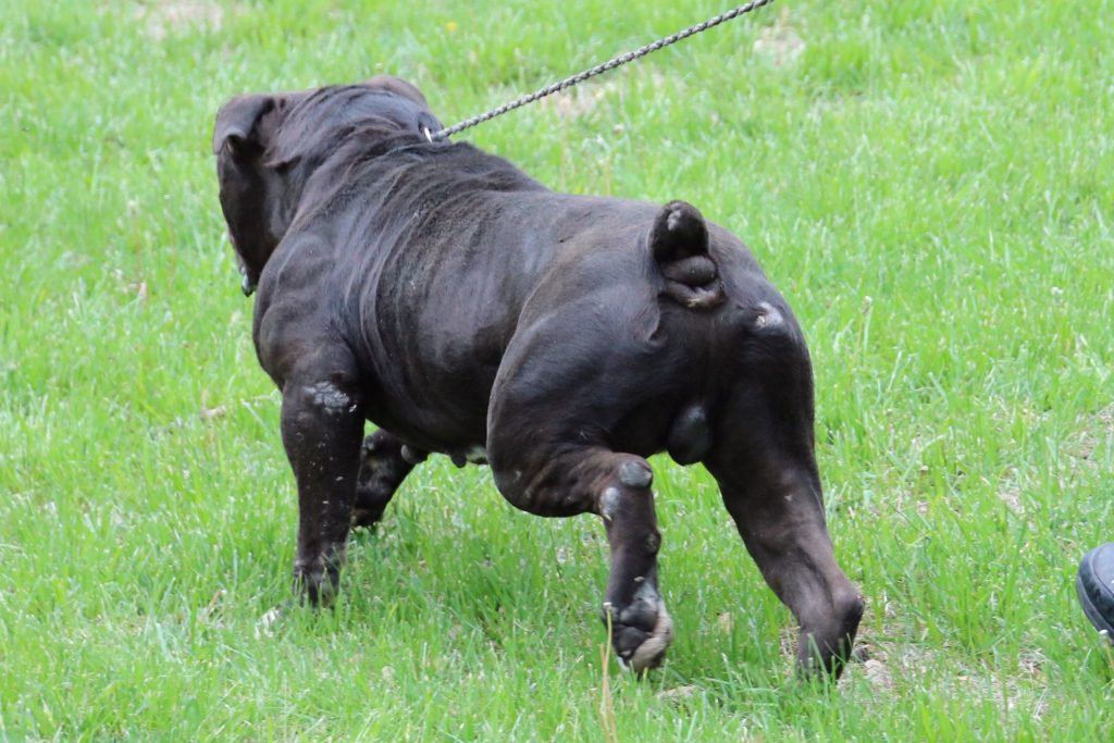 Black Olde English Bulldogge rear