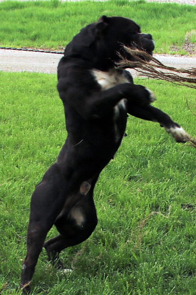 Standing Olde English Bulldogge black