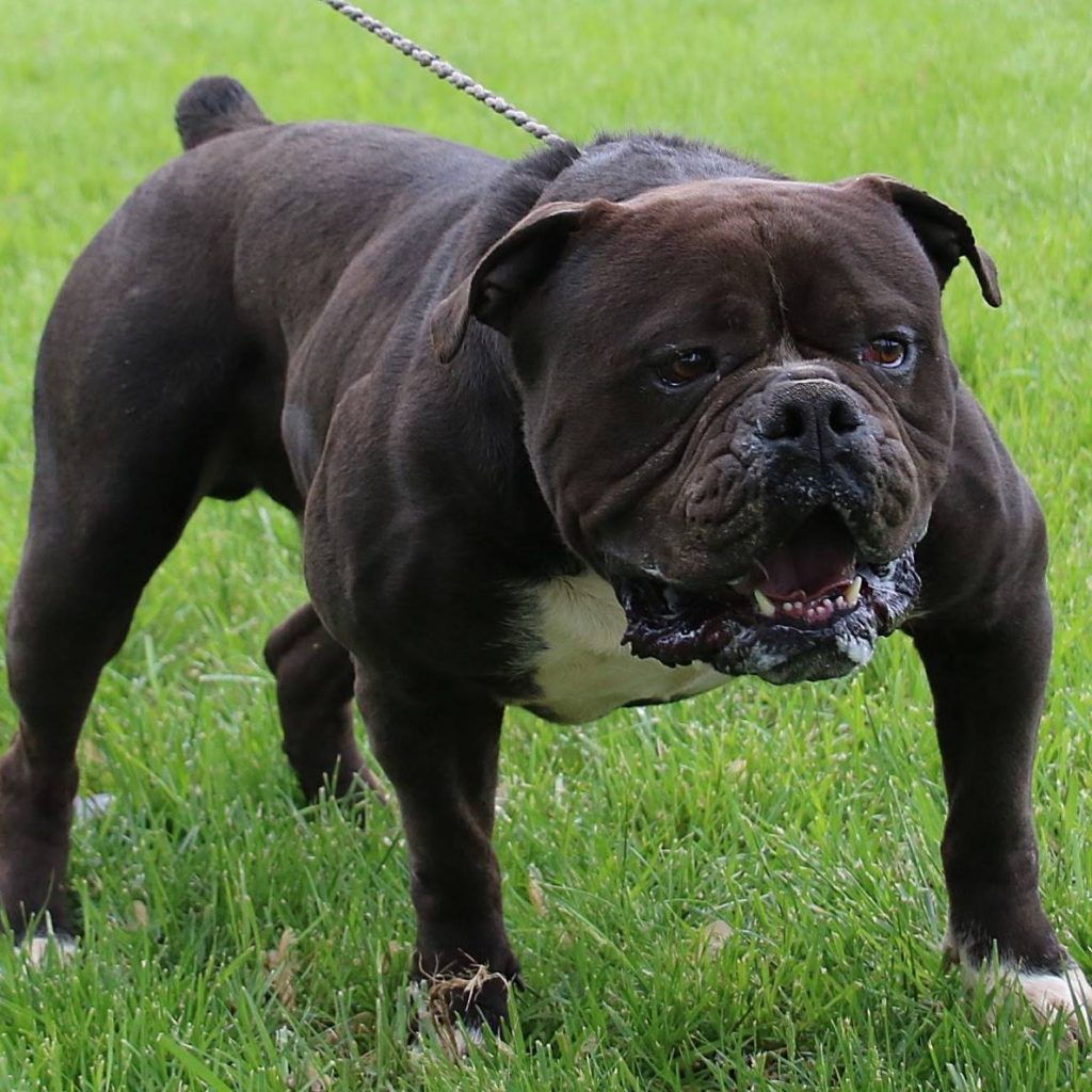 Black Olde English Bulldogge Stud Outside - Evolution's Mambo