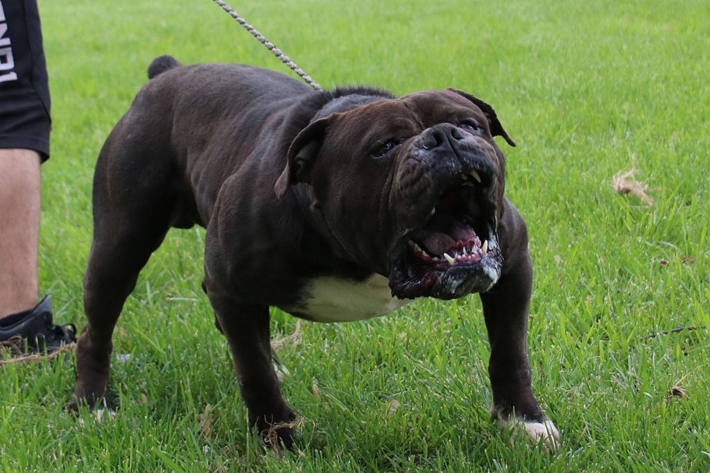 Working Olde English Bulldogge