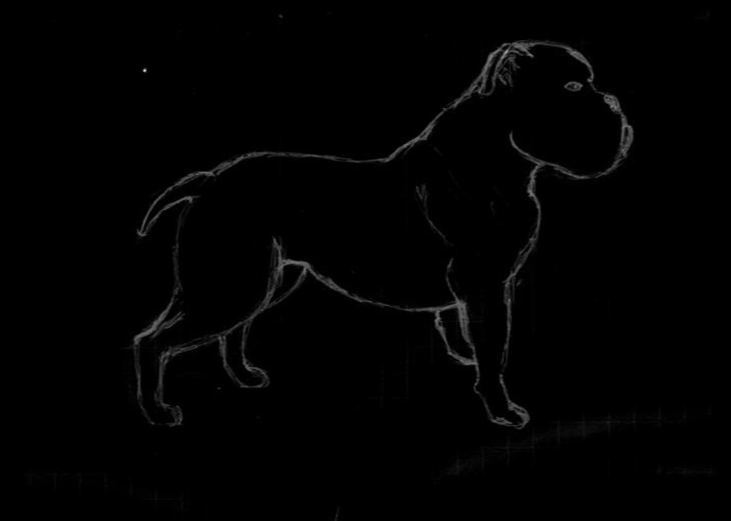 Sketch of Olde English Bulldogge