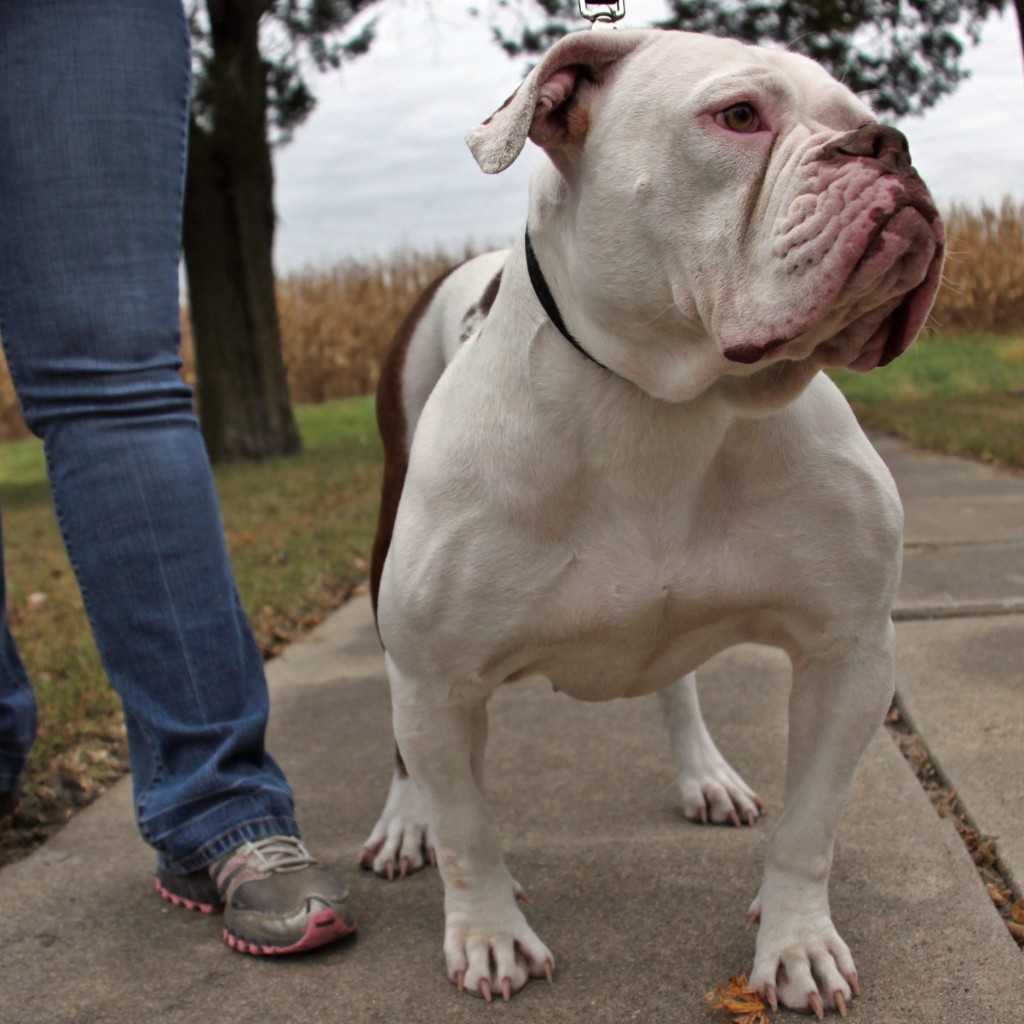 vascular bulldog