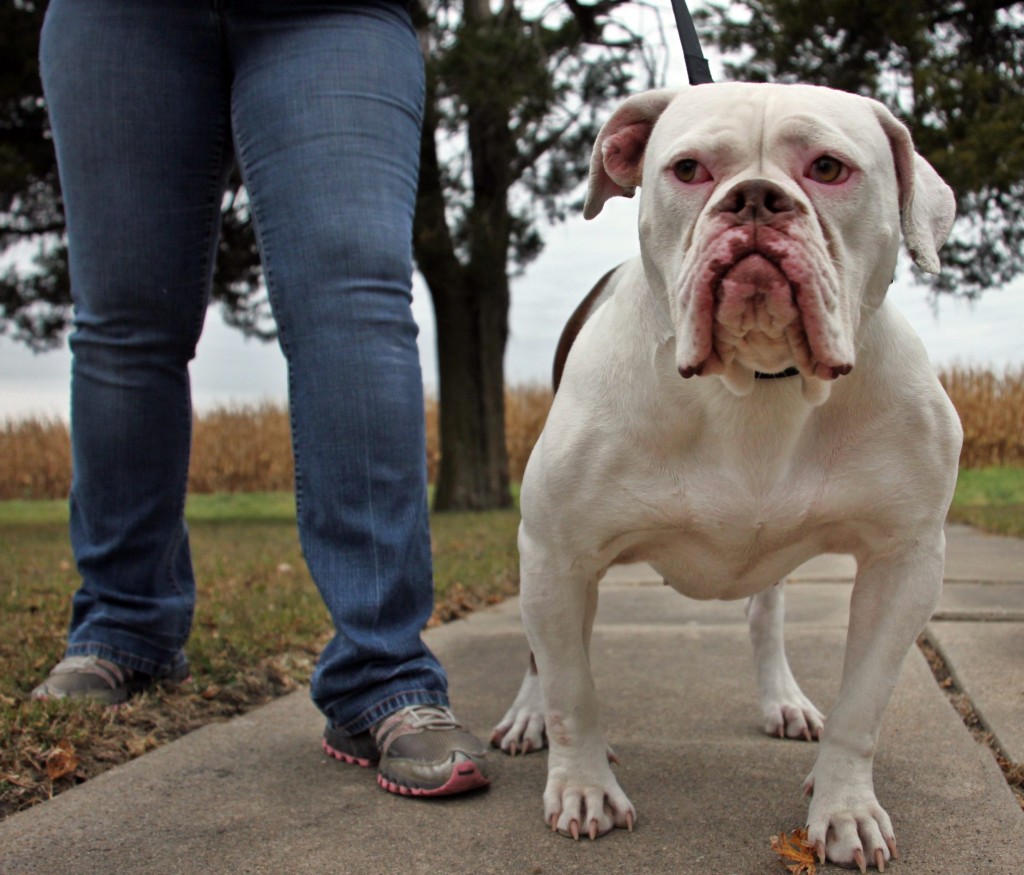 Red nose olde english bulldogge