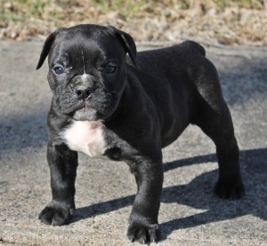 Black Puppy English Bulldogge Outdoors