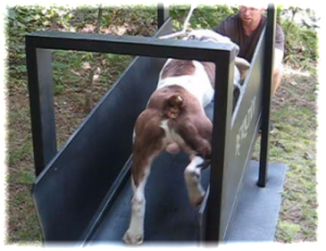 Olde English Bulldogge on Carpet Mill