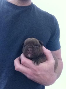 Chocolate bulldog puppy