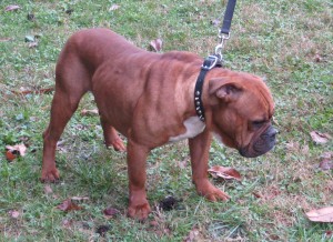 Red Olde English Bulldogge - Evolution's Epic