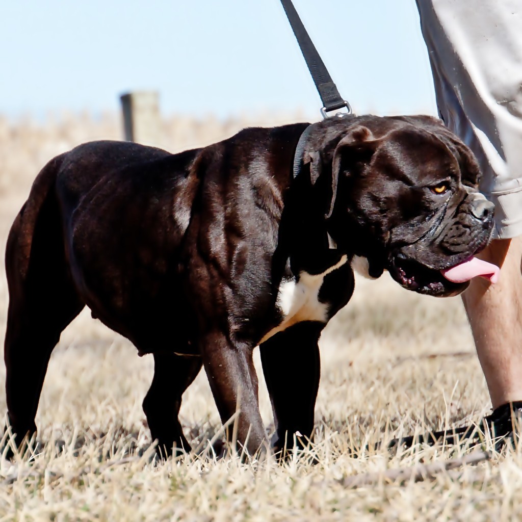 Old English Bulldogge