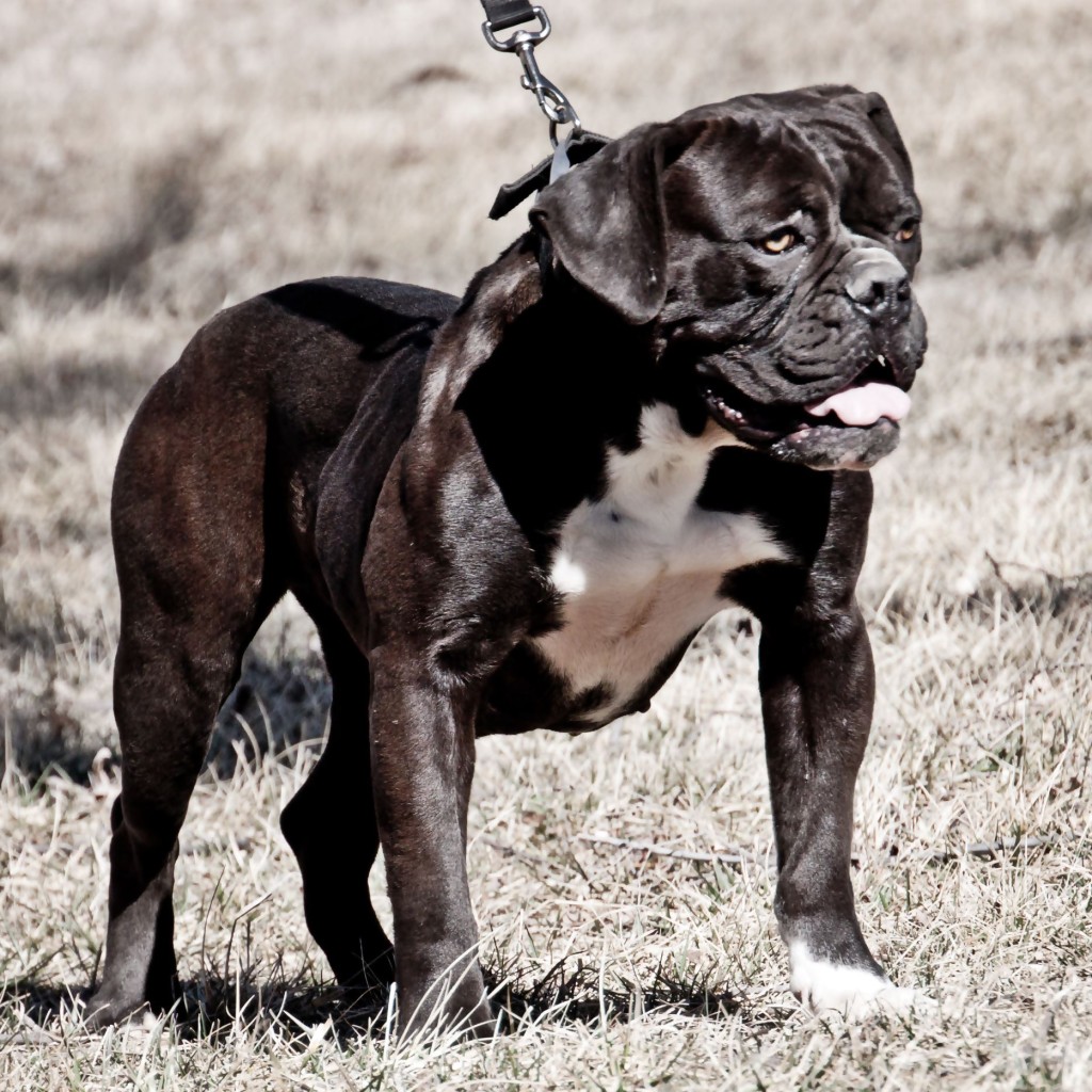 black bulldog stacked wide