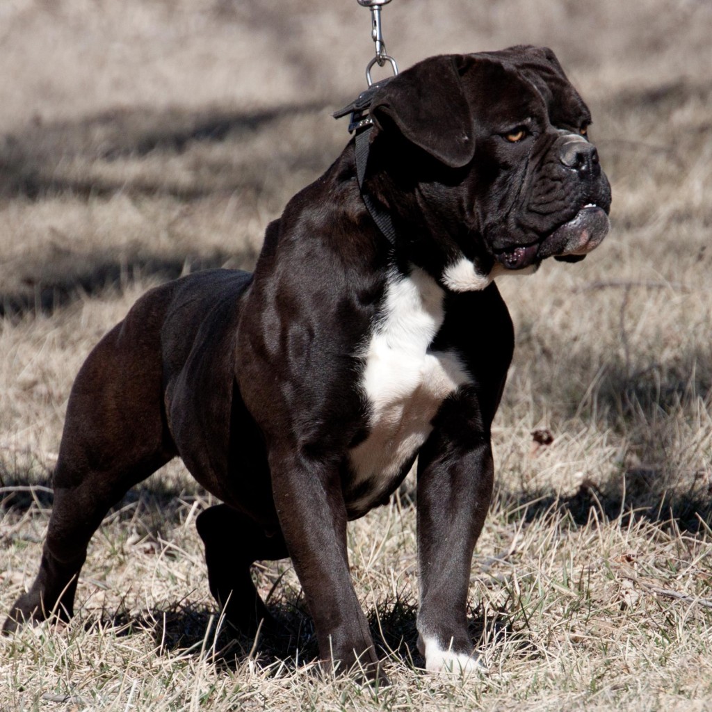 Muscular Bulldogge